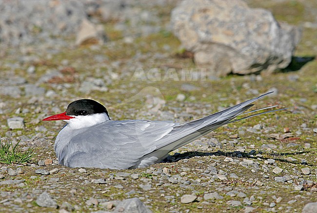 Adult Arctic Tern (Sterna paradise) sitting on its nest on Svalbard, Arctic Norway. stock-image by Agami/Pete Morris,