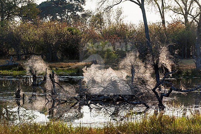 The webs of community spiders in dead tree snags lying in water. Okavango Delta, Botswana. stock-image by Agami/Sergio Pitamitz,