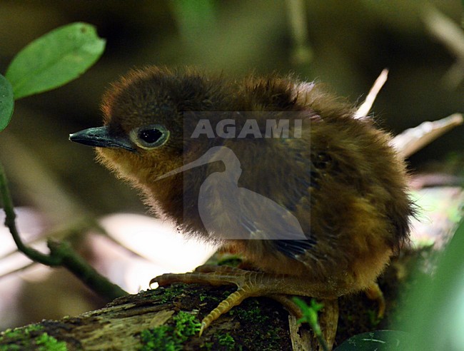 Jonge Bruine steltral, Brown Mesite juvenile stock-image by Agami/Laurens Steijn,