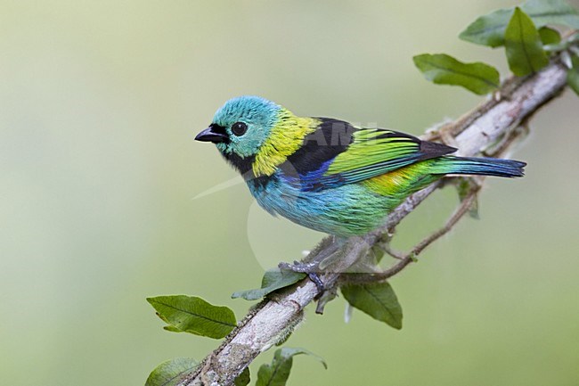 Prachttangare, Green-headed Tanager stock-image by Agami/Dubi Shapiro,