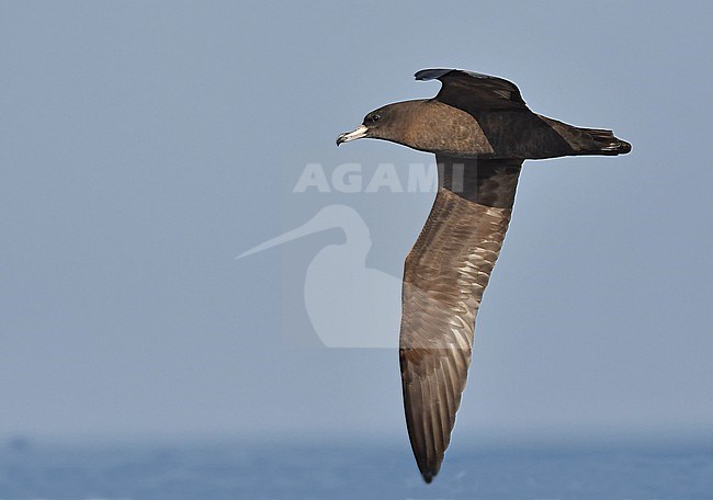 The Flesh-footed Shearwater (Ardenna carneipes) is a species of tropical waters of the Indian Ocean and Australia. stock-image by Agami/Eduard Sangster,