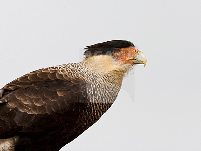 Southern Caracara, Kuifcaracara, Caracara plancus stock-image by Agami/Marc Guyt,