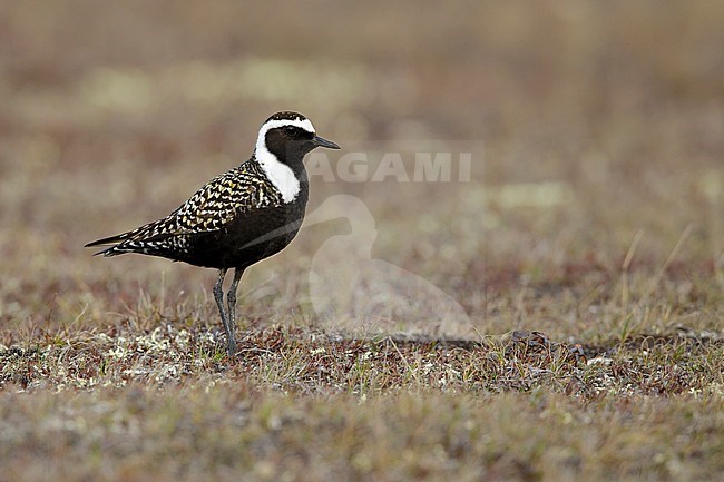 Adult male American Golden Plover (Pluvialis dominica) in breeding plumage on the tundra of Churchill, Manitoba, Canada. stock-image by Agami/Brian E Small,