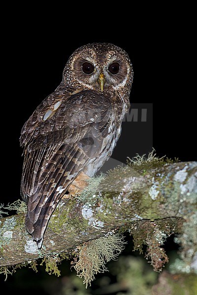 Mottled Owl (Strix virgata) in mexico stock-image by Agami/Dubi Shapiro,