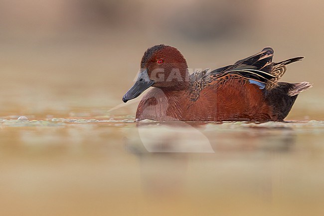 Cinnamon Teal (Spatula cyanoptera) in Argentina stock-image by Agami/Dubi Shapiro,
