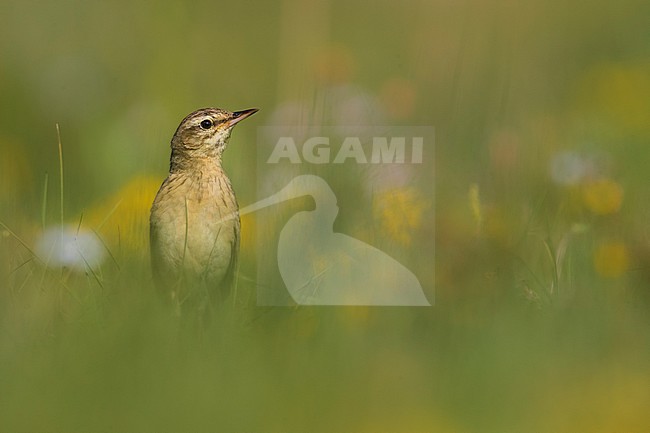 Adult Tawny Pipit (Anthus campestris) in Italy and perched in gras stock-image by Agami/Daniele Occhiato,