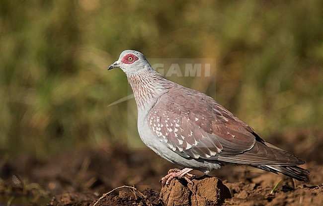 Speckled pigeon (Columba guinea guinea), also known as African rock pigeon or Guinea pigeon. In Oromia, Ethiopia. stock-image by Agami/Ian Davies,