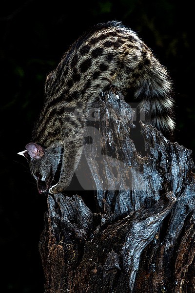 Common Genet (Genetta genetta) in Spain stock-image by Agami/Oscar Díez,