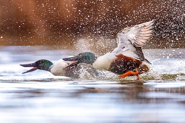 Male Northern Shoveler (Spatula clypeata) in Italy. stock-image by Agami/Daniele Occhiato,