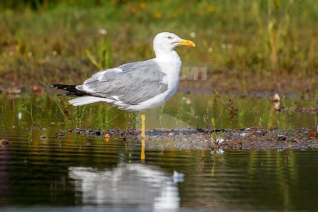Adult summer plumage Yellow-legged Gull (Larus michaellis) sitting on a small pool in Tour & Taxi, Brussels, Brabant, Belgium. stock-image by Agami/Vincent Legrand,