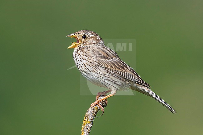 Adult male Corn Bunting (Emberiza calandra) on a branch in Selvanera, Catalunya, Spain. stock-image by Agami/Vincent Legrand,