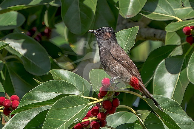 Adult
Honolulu, HI
March 2022 stock-image by Agami/Brian E Small,