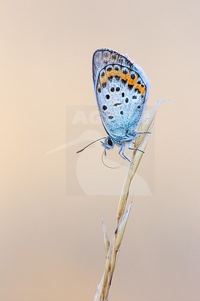 Side view of a Silver-studded Blue in de shadow with the sun in the background stock-image by Agami/Onno Wildschut,