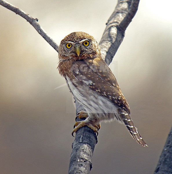 Cape Pygmy-Owl, Glaucidium gnoma stock-image by Agami/Pete Morris,