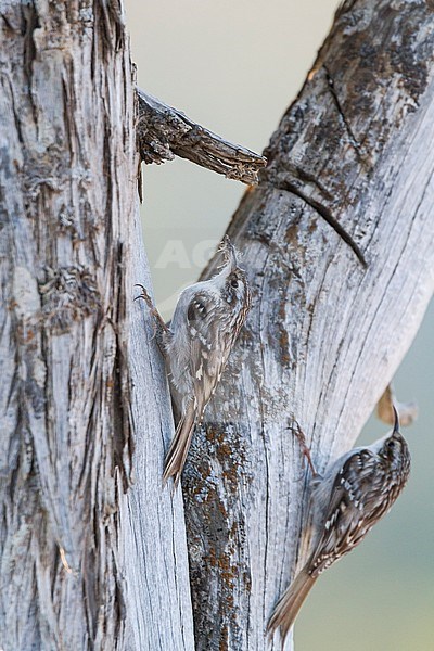 Short-toed Treecreeper - Gartenbaumläufer - Certhia brachydactyla ssp. dorotheae, Cyprus stock-image by Agami/Ralph Martin,