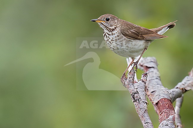 Gray-cheeked Thrush (Catharus minimus) Perched on a branch in Alaska stock-image by Agami/Dubi Shapiro,