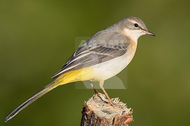 Grey Wagtail (Motacilla cinerea), first winter plumage standing on a post stock-image by Agami/Saverio Gatto,