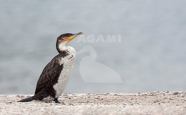 White-breasted Cormorant, Phalacrocorax lucidus lucidus, in South Africa. stock-image by Agami/Marc Guyt,