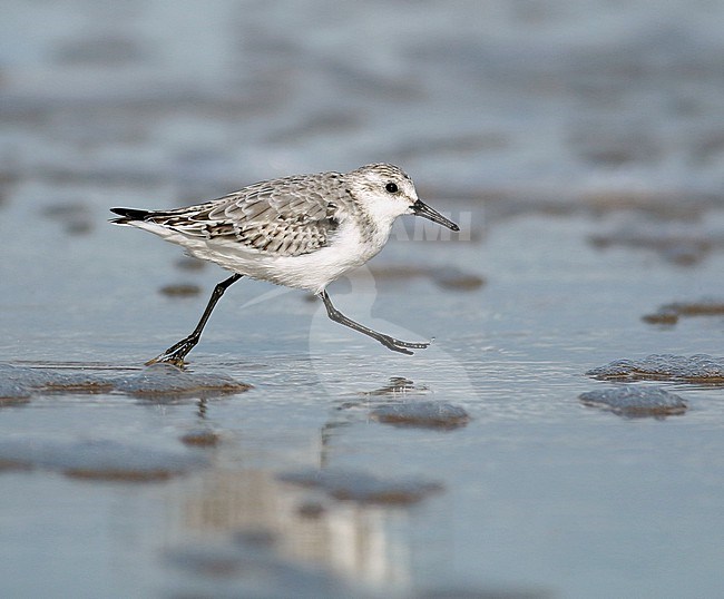 Juvenile Sanderling (Calidris alba), foraging on a beach near Den Helder. Noord Holland stock-image by Agami/Renate Visscher,