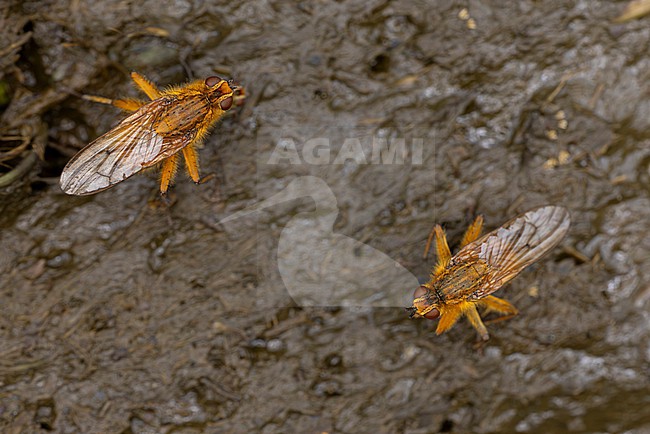 yellow dung fly or golden dung fly (scathophaga stercoraria) meeting on fresh cow pat for mating or copulating, afterwards laying eggs in the manure stock-image by Agami/Mathias Putze,