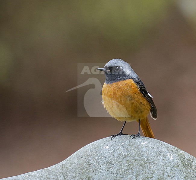 Wintering adult male Daurian Redstart (Phoenicurus auroreus) in Kyushu, Japan. stock-image by Agami/Pete Morris,