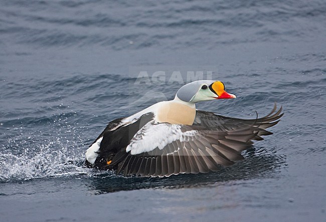 King Eider adult male flying; Koningseider volwassen man vliegend stock-image by Agami/Markus Varesvuo,
