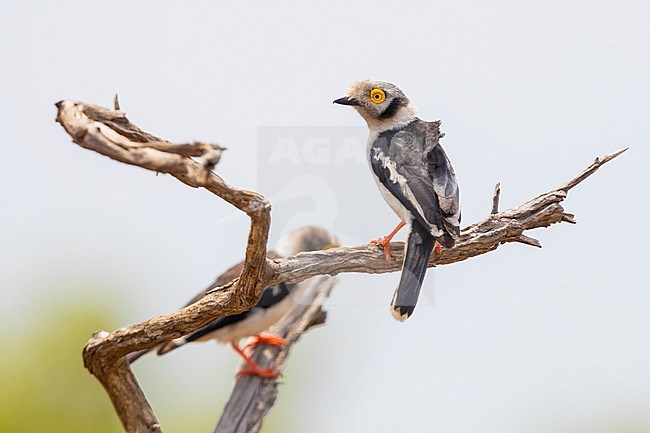 White-crested Helmetshrike (Prionops plumatus), adult perched on a branch, Mpumalanga, South Africa stock-image by Agami/Saverio Gatto,