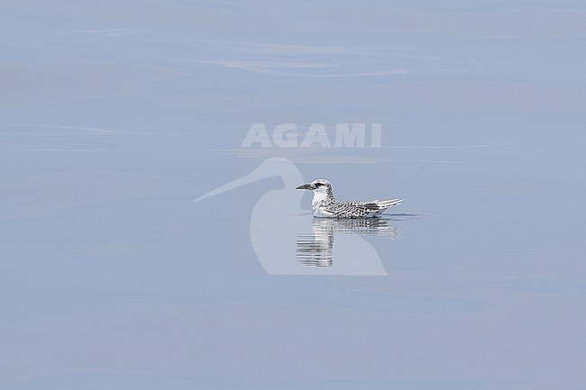 Juvenile Red-tailed Tropicbird (Phaethon rubricauda) swimming at sea during the Taliabu-Peleng crossing, Maluku Utara, Maluku, Indonesia. stock-image by Agami/James Eaton,