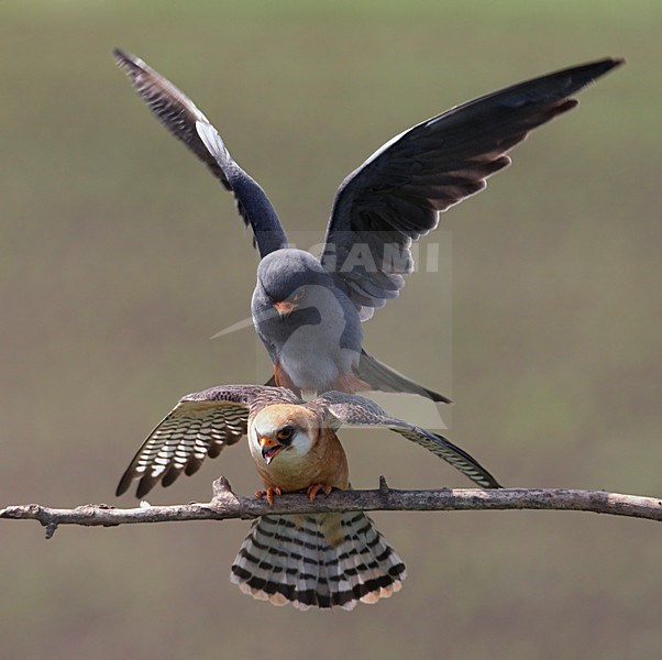 Roodpootvalk, Red-footed Falcon (Falco vespertinus) Hungary May 2008 stock-image by Agami/Markus Varesvuo / Wild Wonders,