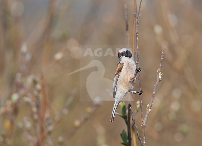 Adult male Penduline Tit (Remiz pendulinus) on the Wadden Island Texel in the Netherlands. stock-image by Agami/Marc Guyt,