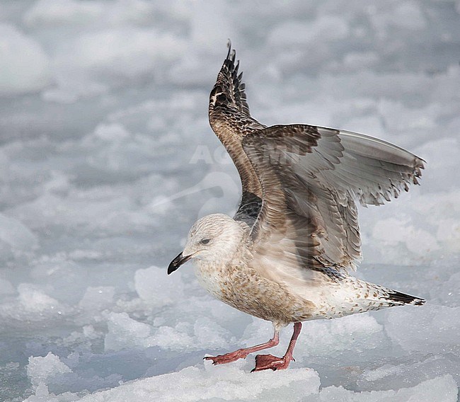 First-winter Slaty-backed Gull (Larus schistisagus) wintering in harbour of Rauso Hokkaido in Japan. stock-image by Agami/Dani Lopez-Velasco,