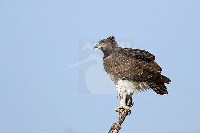 Vechtarend; Martial Eagle; stock-image by Agami/Walter Soestbergen,