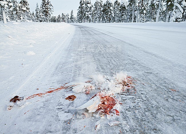 Moerassneeuwhoen in de sneeuw, Willow Ptarmigan in snow stock-image by Agami/Markus Varesvuo,