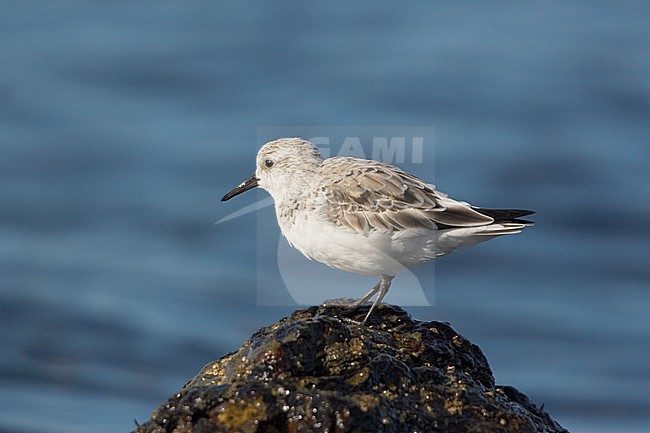 Sanderling (Calidris alba) near the shore of lake Ontario in Ontario, Canada. stock-image by Agami/Glenn Bartley,