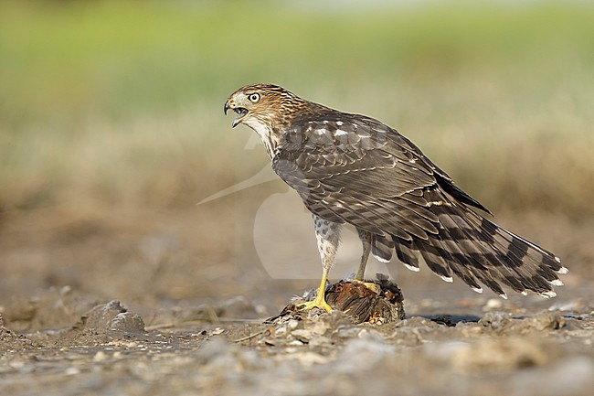 Immature Cooper's Hawk (Accipiter cooperii)  sitting on top of a caught prey in Chambers County, Texas, USA. Seen from the back, calling loudly. stock-image by Agami/Brian E Small,