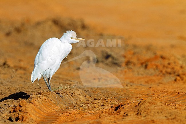 Western Cattle Egret	, Bubulcus ibis stock-image by Agami/Oscar Díez,