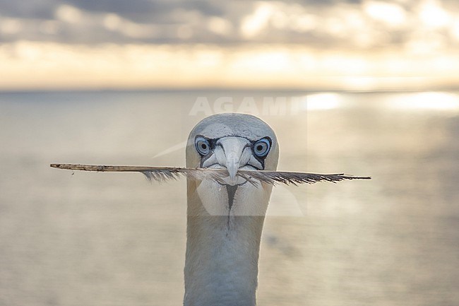 Northern Gannet, Morus bassanus stock-image by Agami/Martijn Verdoes,