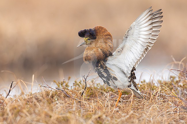 Ruff (Calidris pugnax), side view of an adult male in breeding plumage standing on the ground with its wings opened, Finnmark, Norway stock-image by Agami/Saverio Gatto,