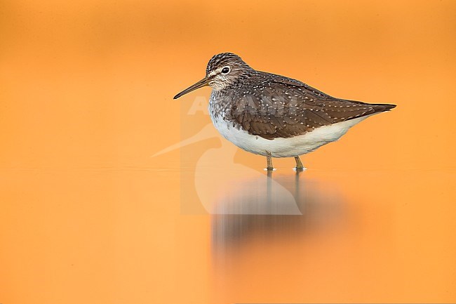 Green Sandpiper (Tringa ochropus) during migration resting in a shallow pond in Italy. stock-image by Agami/Daniele Occhiato,
