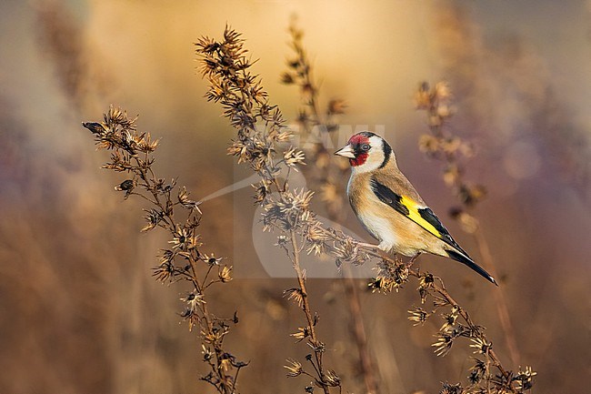 Goldfinch, Carduelis carduelis, in Italy. stock-image by Agami/Daniele Occhiato,