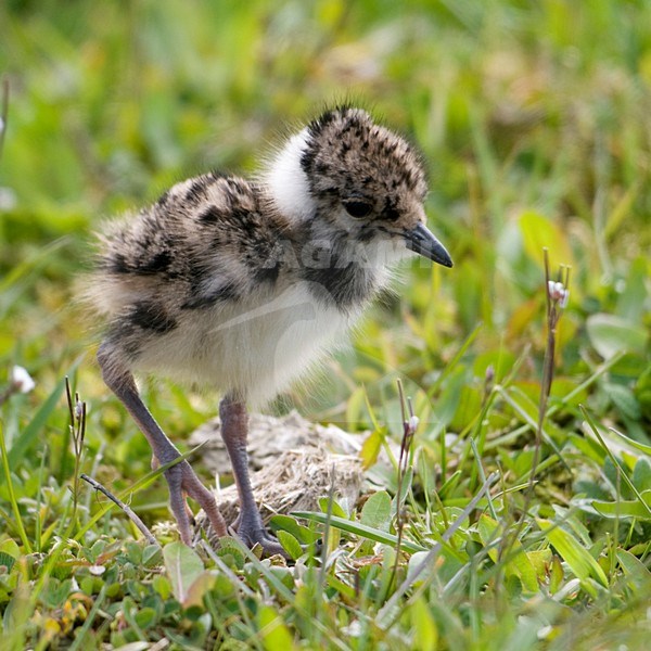 Kievit jong; Northern Lapwing young stock-image by Agami/Han Bouwmeester,