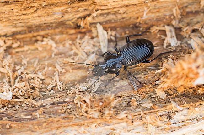 Pterostichus aethiops - Schwarzer Grabkäfer, Germany (Baden-Württemberg), imago stock-image by Agami/Ralph Martin,