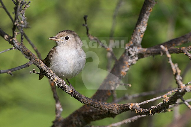 Adult Rusty-tailed Flycatcher (Ficedula ruficauda) perched in a tree in a spring forest in Tajikistan. stock-image by Agami/Ralph Martin,