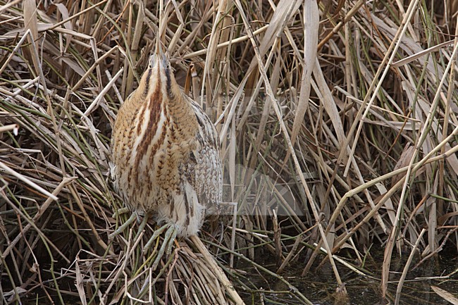 Roerdomp staand in riet bij water; Eurasian Bittern perched in reed near water stock-image by Agami/Karel Mauer,