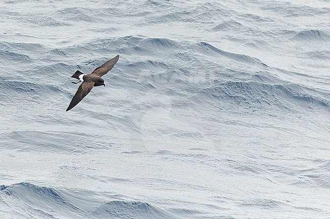 Gough Black-bellied Storm-Petrel (Fregetta tropica melanoleuca) in the Southern Atlantic Ocean, around the Tristan da Cunha and Gough islands. Also called White-bellied Black-bellied Storm Petrel. stock-image by Agami/Martijn Verdoes,