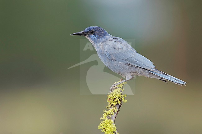 Adult Pinyon Jay (Gymnorhinus cyanocephalus) perched on a tree stump in pine forest of Lake County, Oregon, USA, during late summer. stock-image by Agami/Brian E Small,