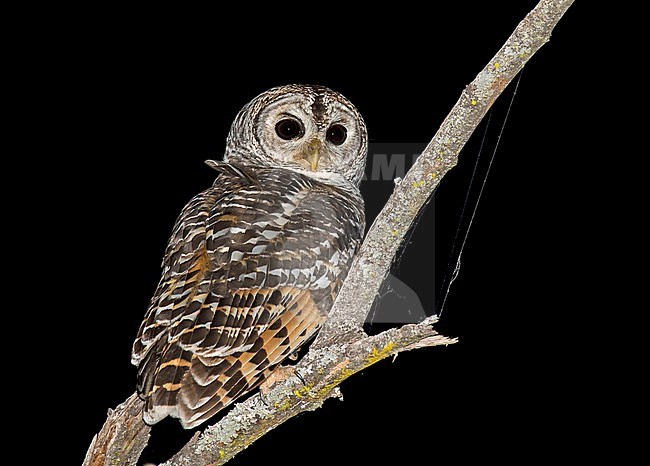 Chaco Owl (Strix chacoensis) in Paraguay. Perched in a tree during the night. stock-image by Agami/Pete Morris,