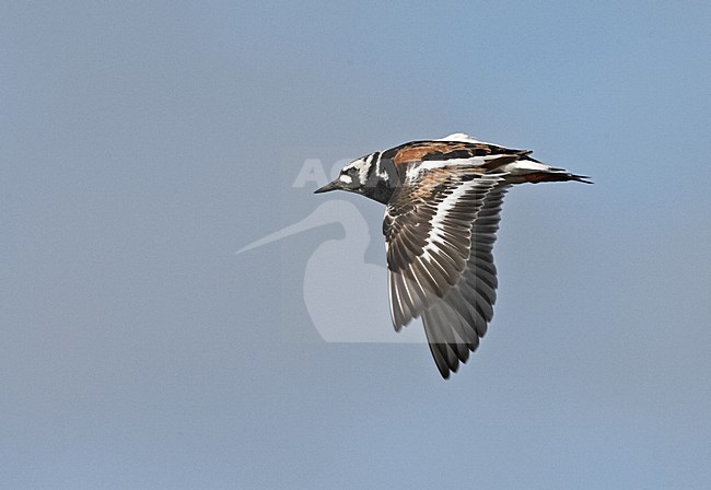 Karikukko _2584(Arenaria interpress) Turnstone, heinakuu / July 2006, Varanger, Norway stock-image by Agami/Jari Peltomäki,