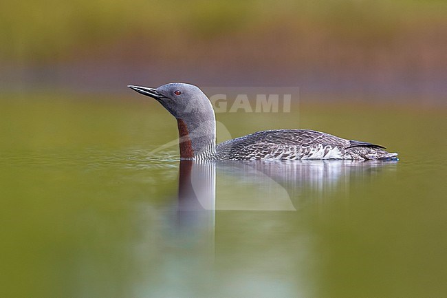 Adult Red-throated Diver (Gavia stellata) swimming on a tundra lake on Iceland. Seen from the side. stock-image by Agami/Daniele Occhiato,