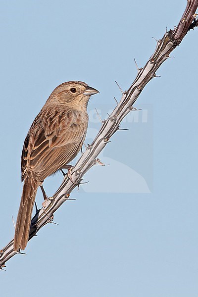 Botteri's sparrow (Peucaea botterii) in North-America. stock-image by Agami/Dubi Shapiro,